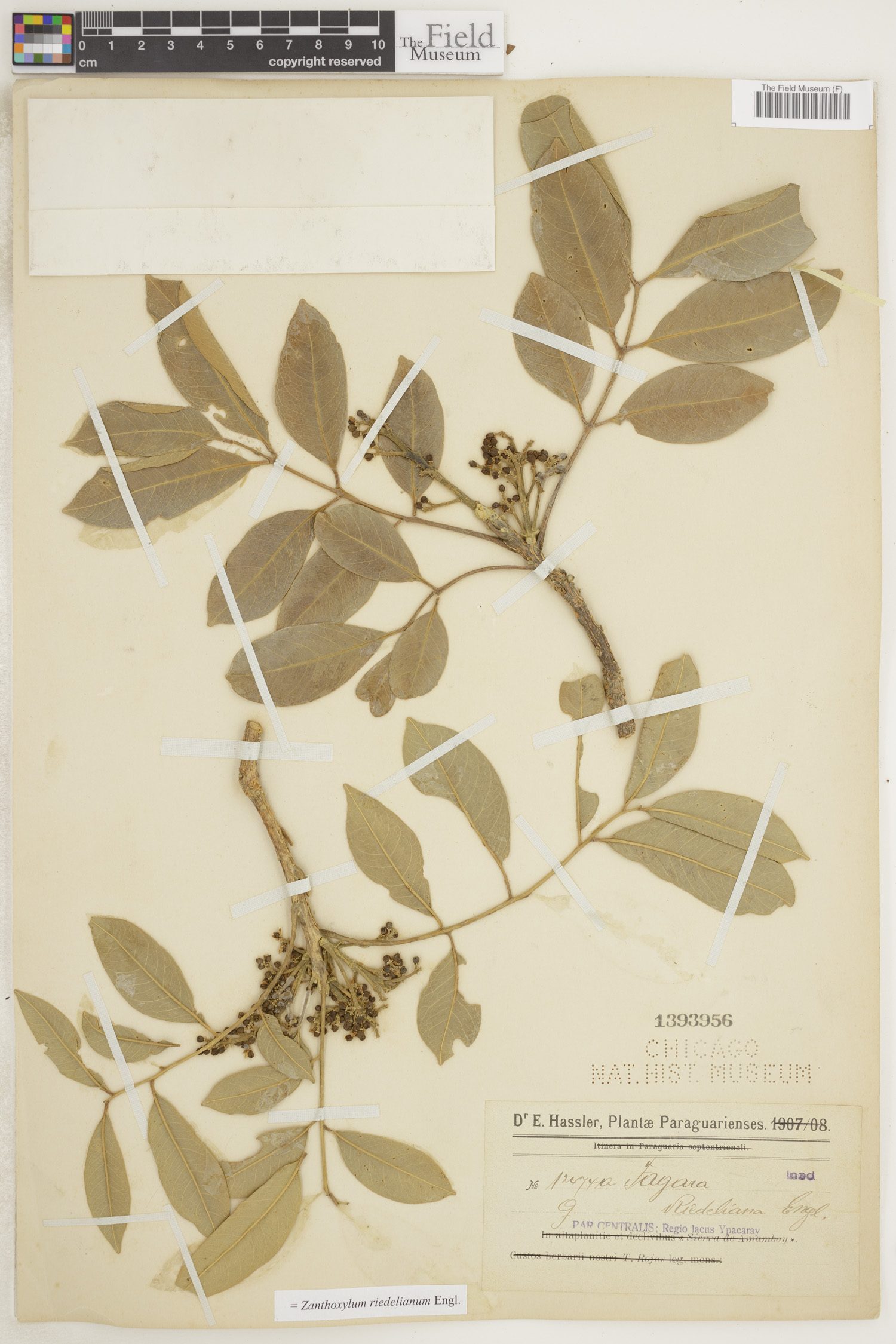 Zanthoxylum riedelianum image