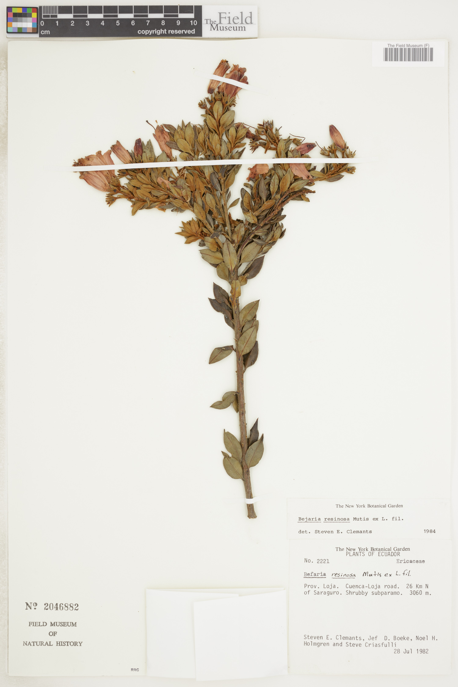 Bejaria resinosa image
