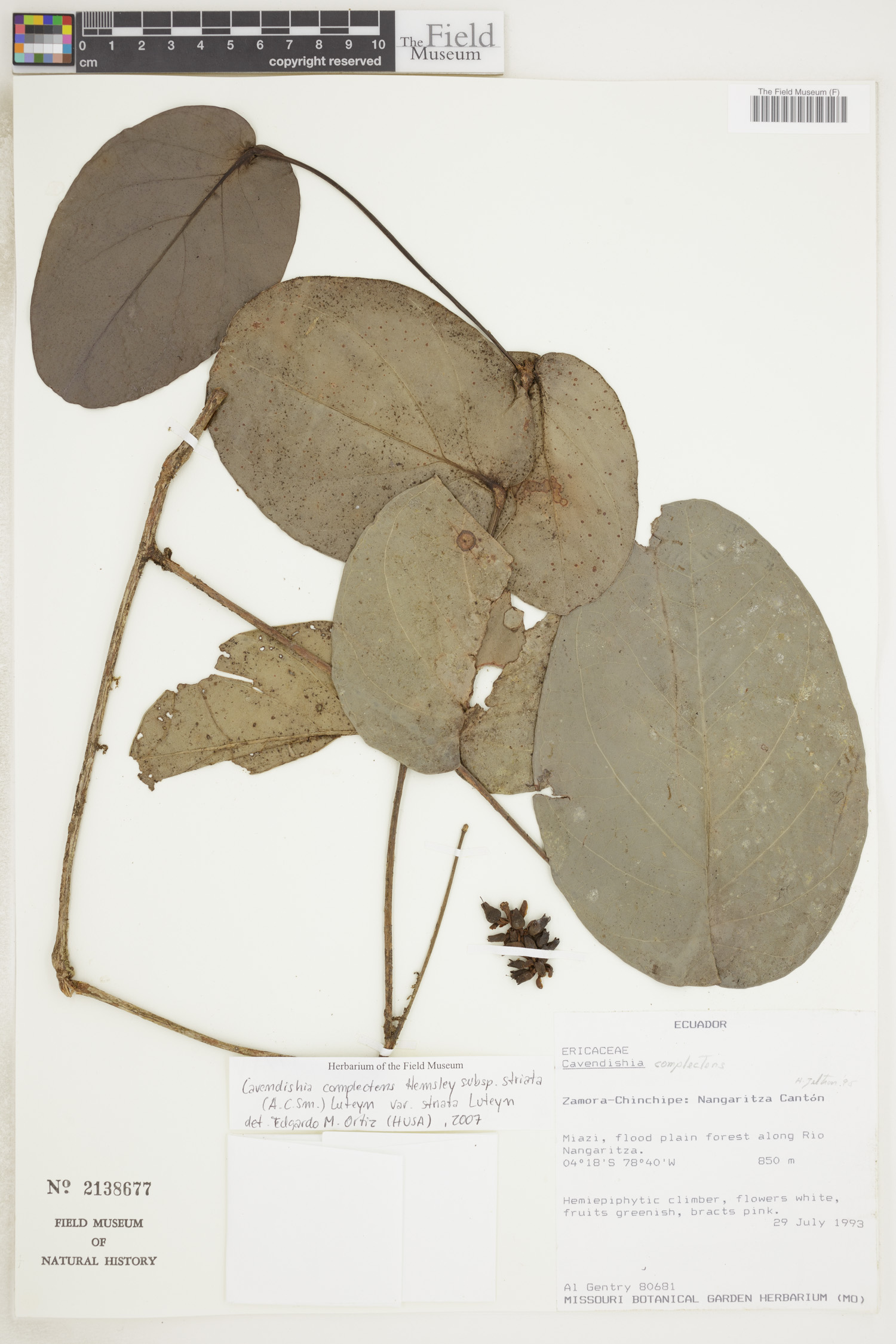 Cavendishia complectens var. striata image