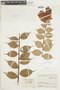 Cavendishia venosa image