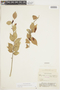 Sphyrospermum grandifolium image