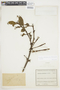Aetanthus colombianus image