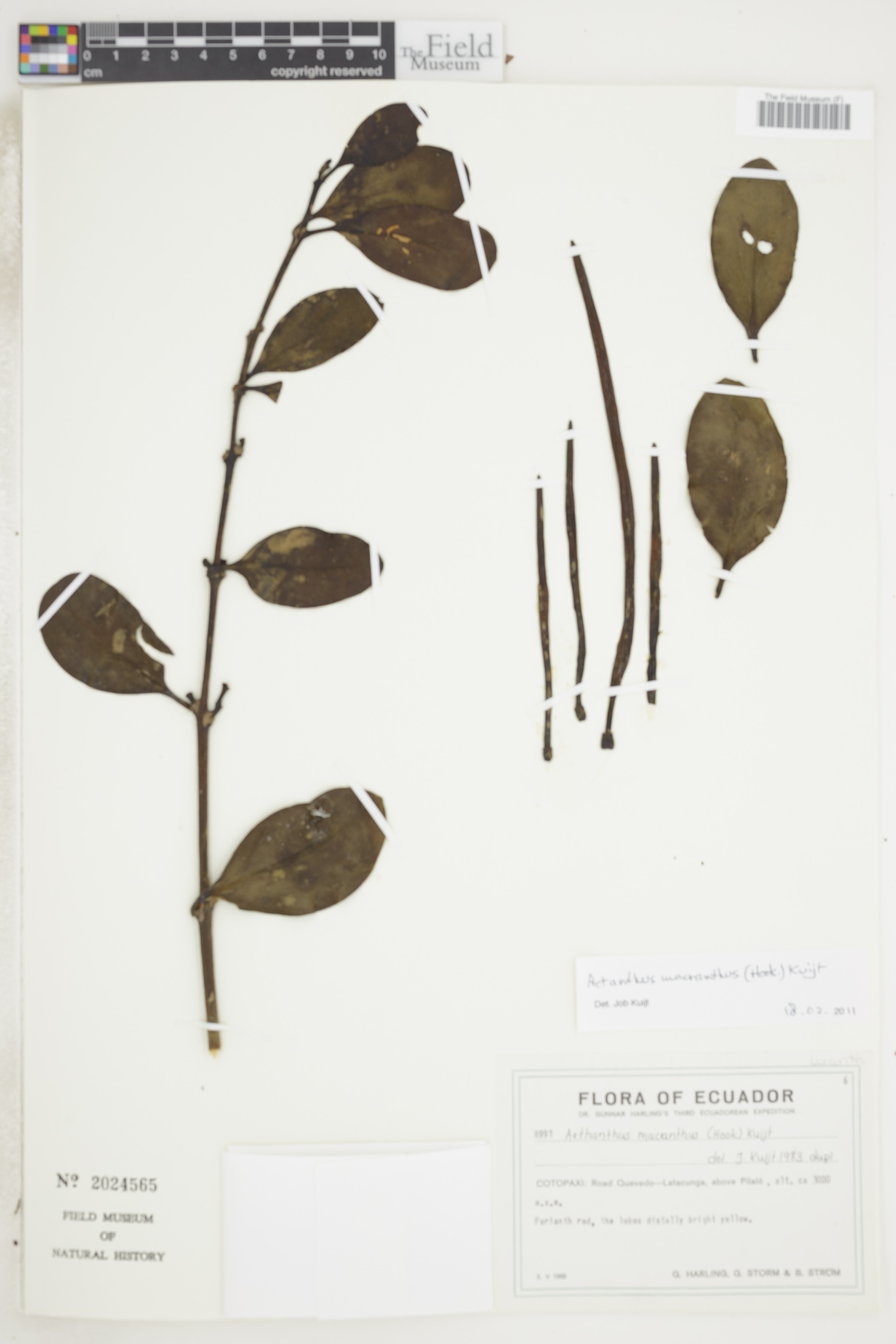 Aetanthus macranthus image
