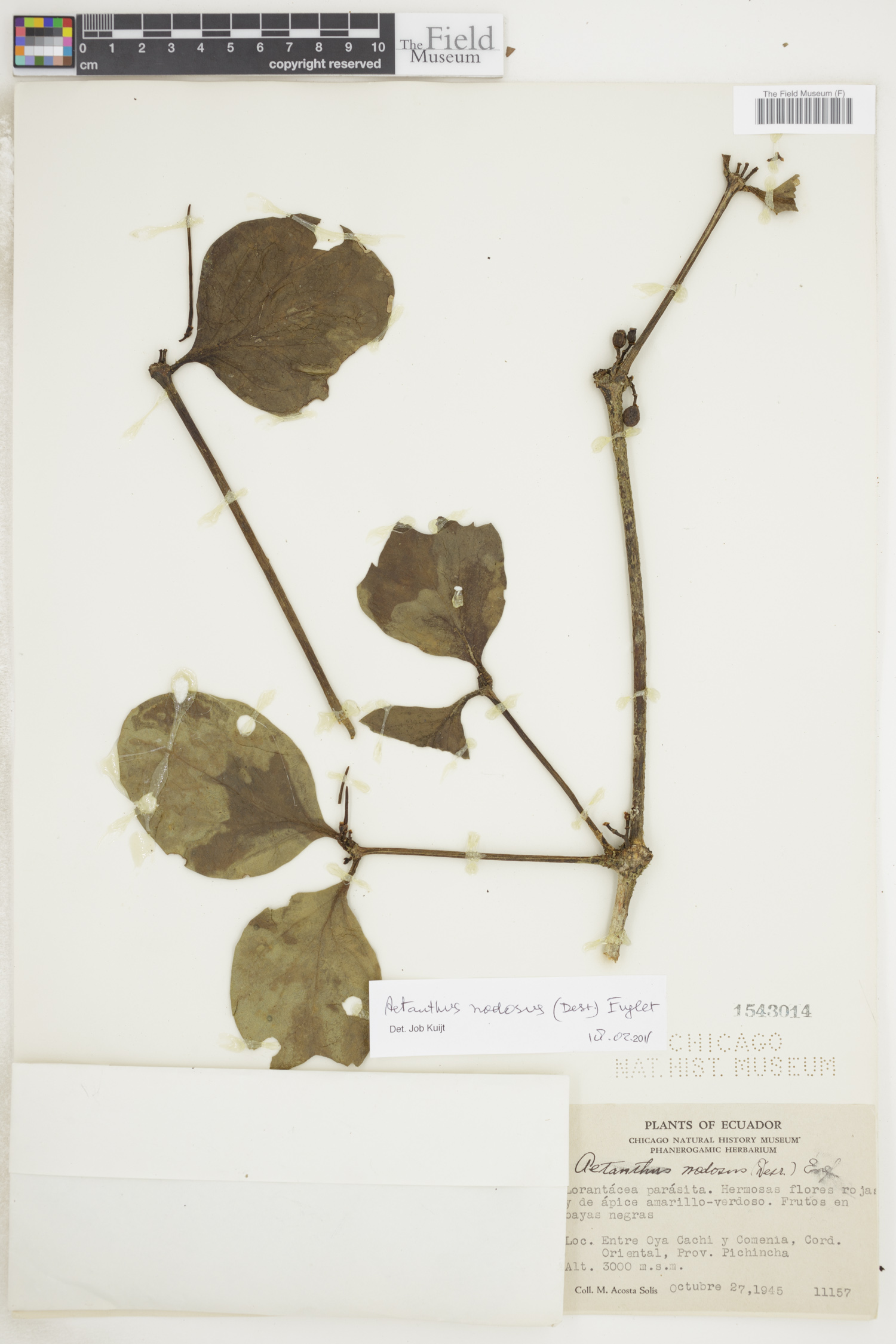 Aetanthus nodosus image