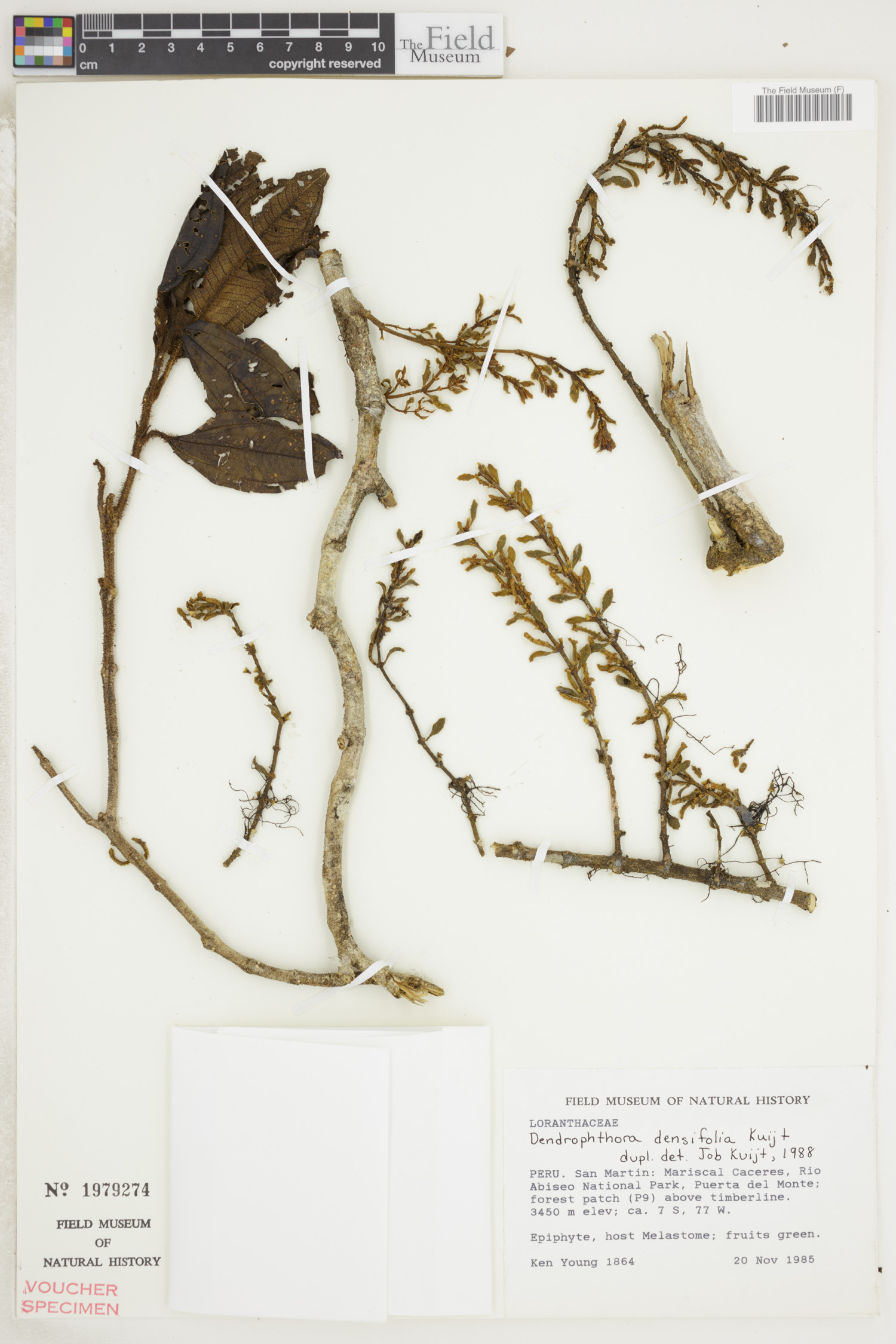 Dendrophthora densifolia image