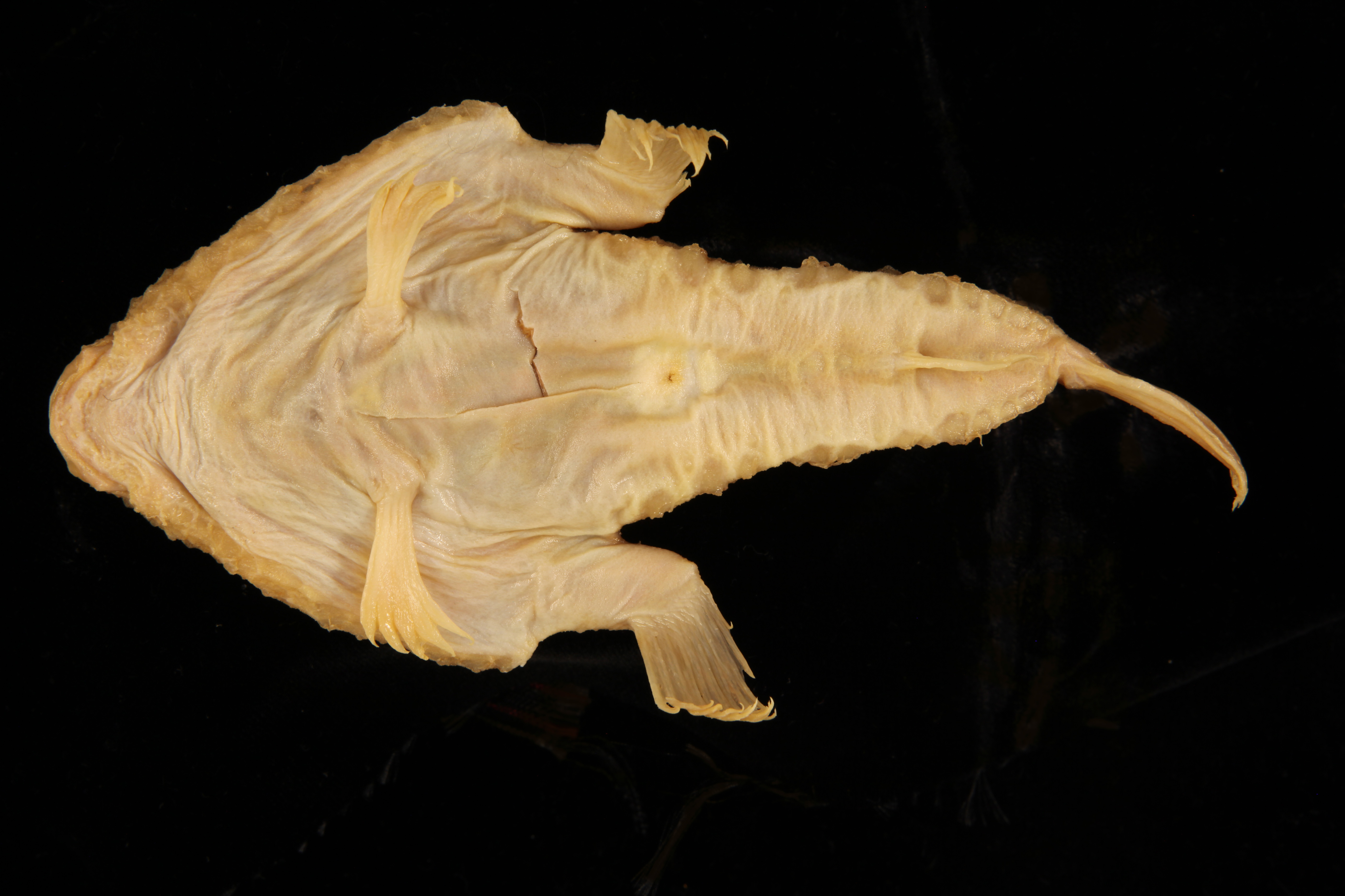 Ogcocephalus declivirostris