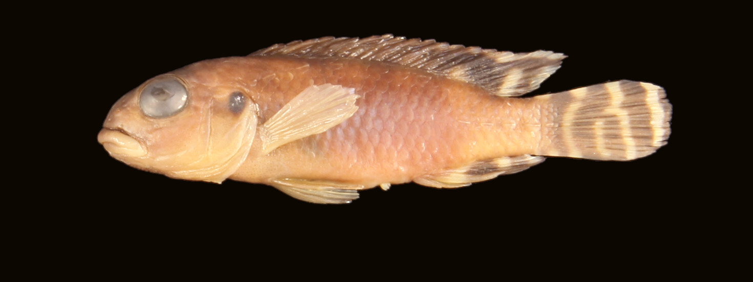 Nanochromis transvestitus thumbnail