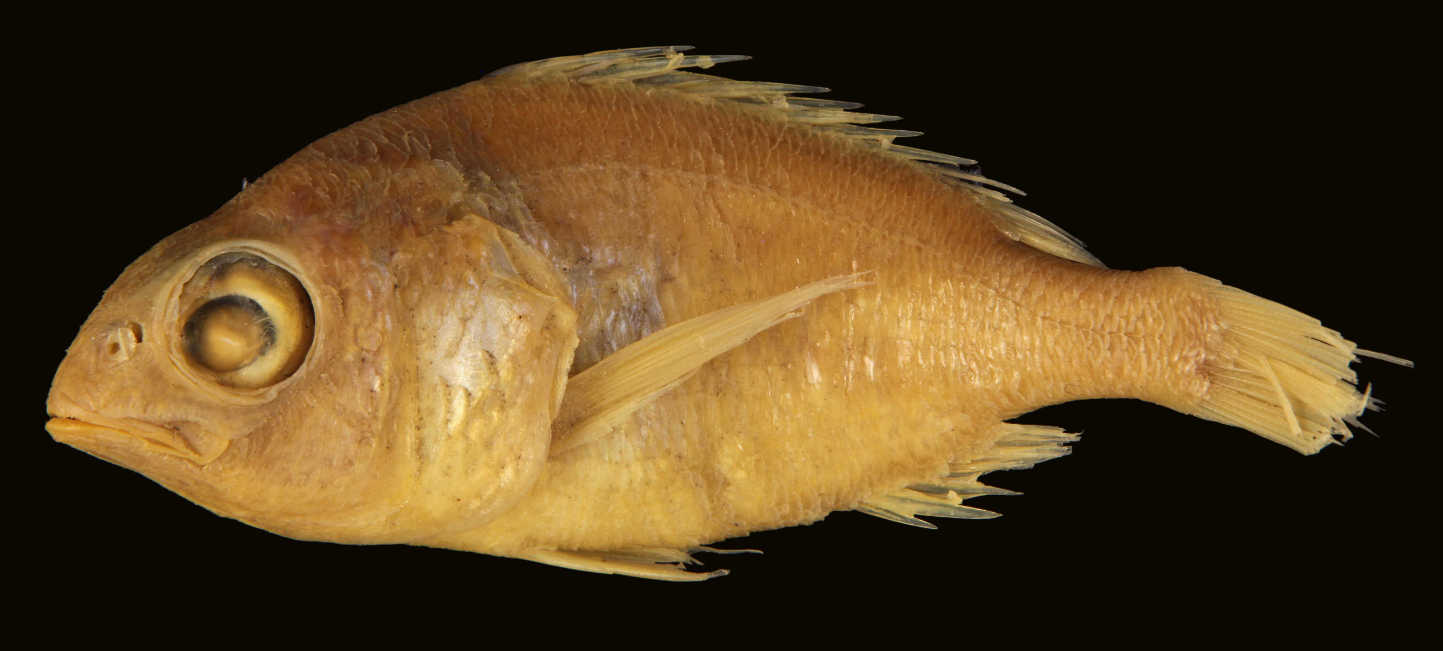 Parascolopsis townsendi thumbnail