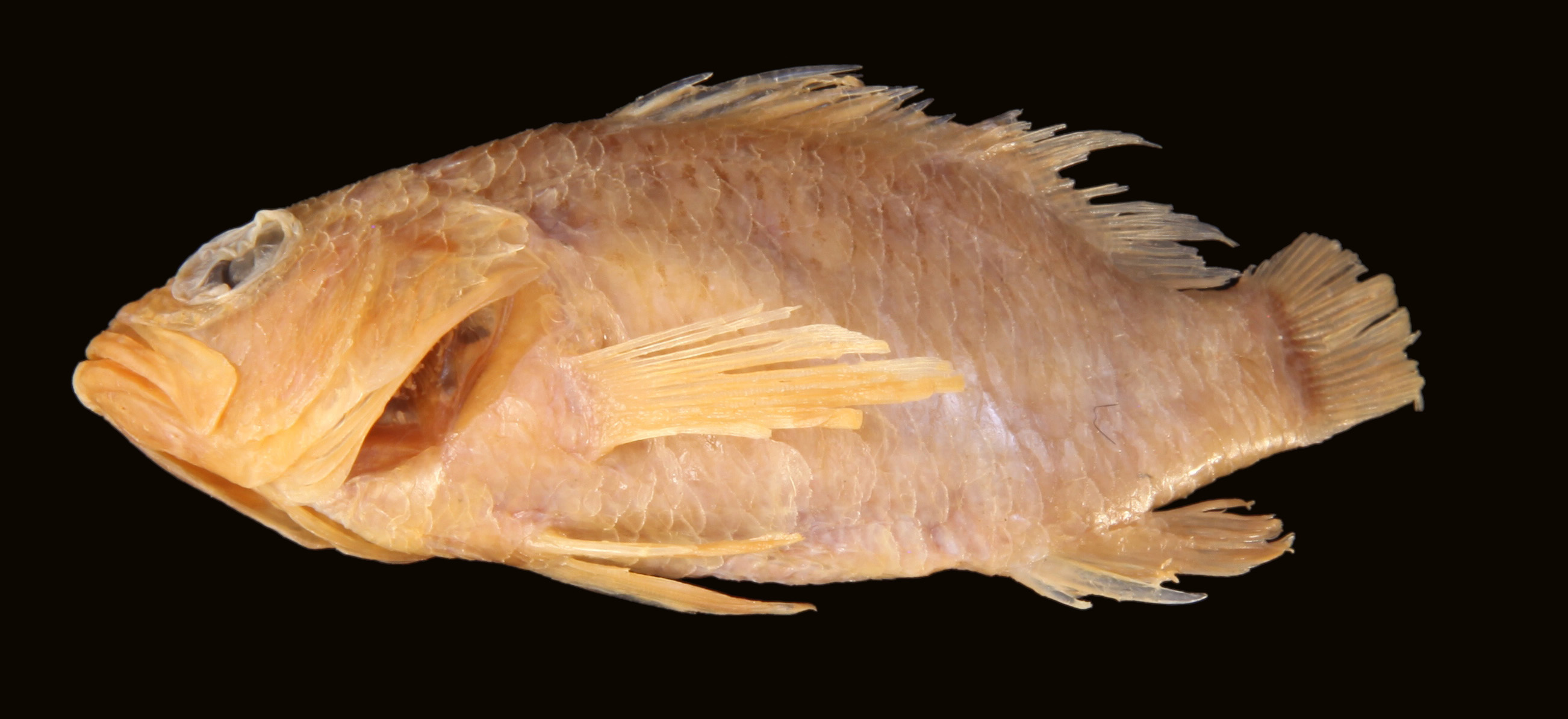 Plectranthias garrupellus thumbnail