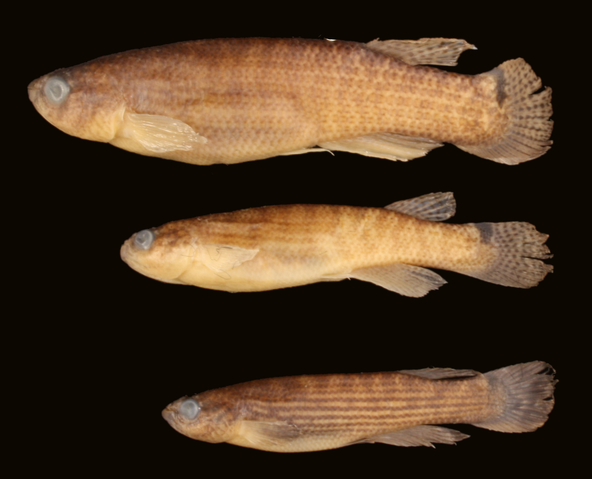 Rivulus