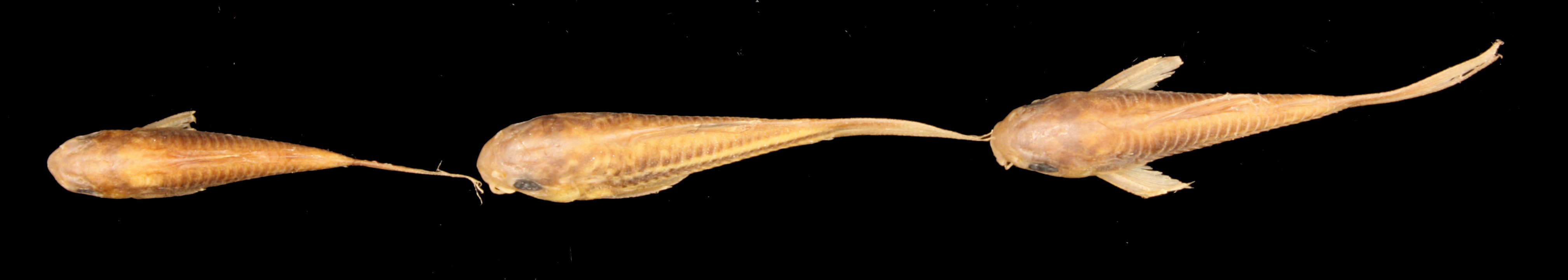 Rio Napo cory (Corydoras napoensis) — Callichthyidae
