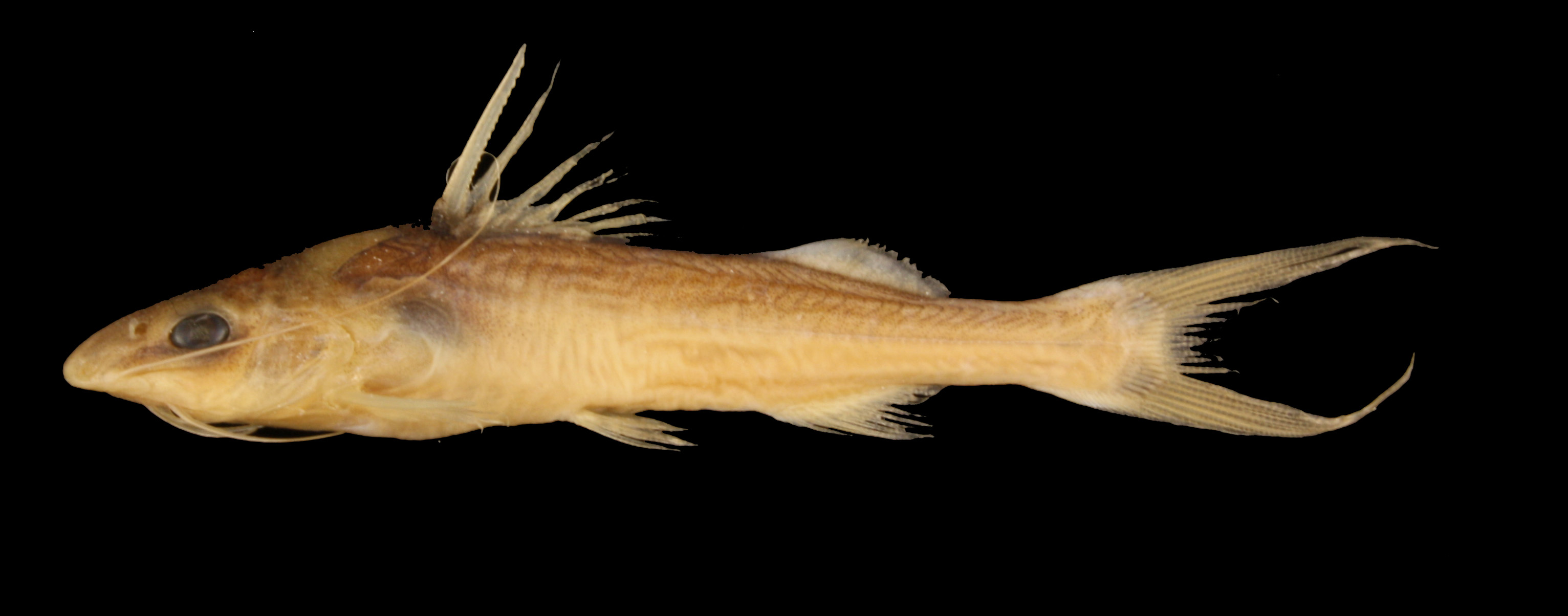 Pimelodus thumbnail