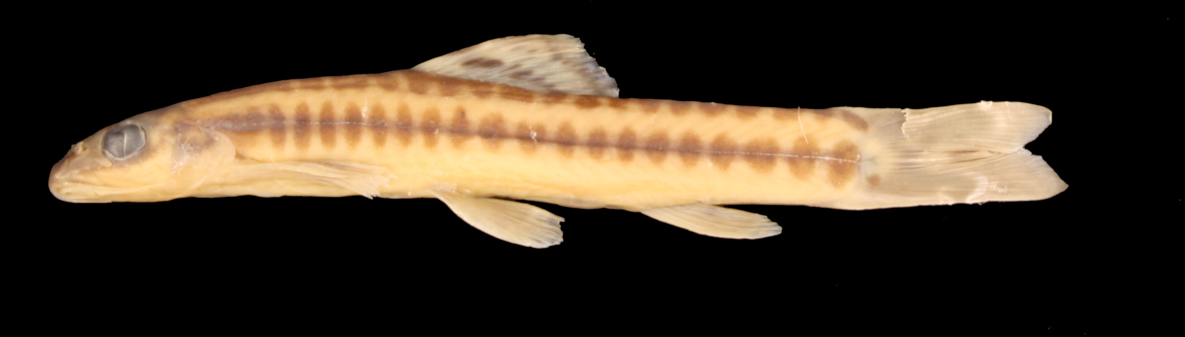 Nemacheilus elegantissimus thumbnail