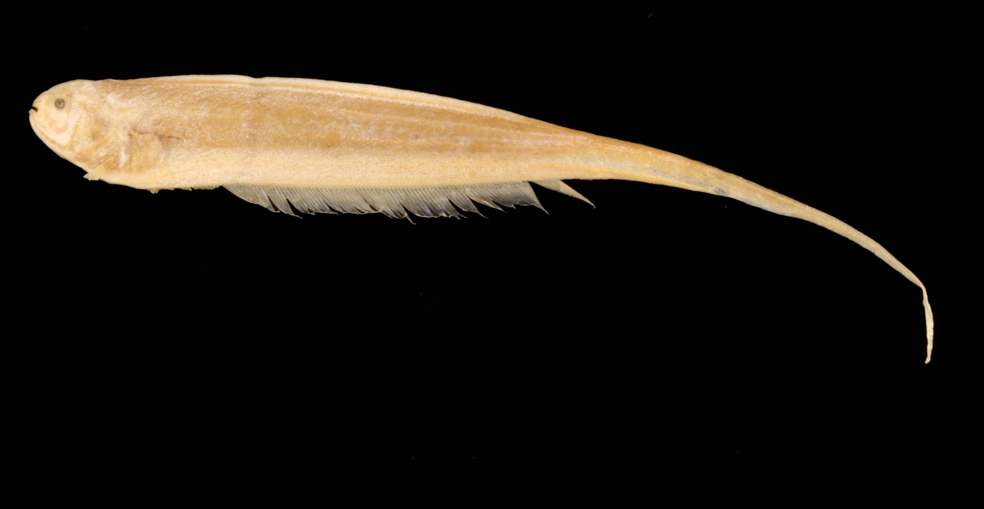 Glass knifefish (Rhabdolichops eastwardi) — Sternopygidae