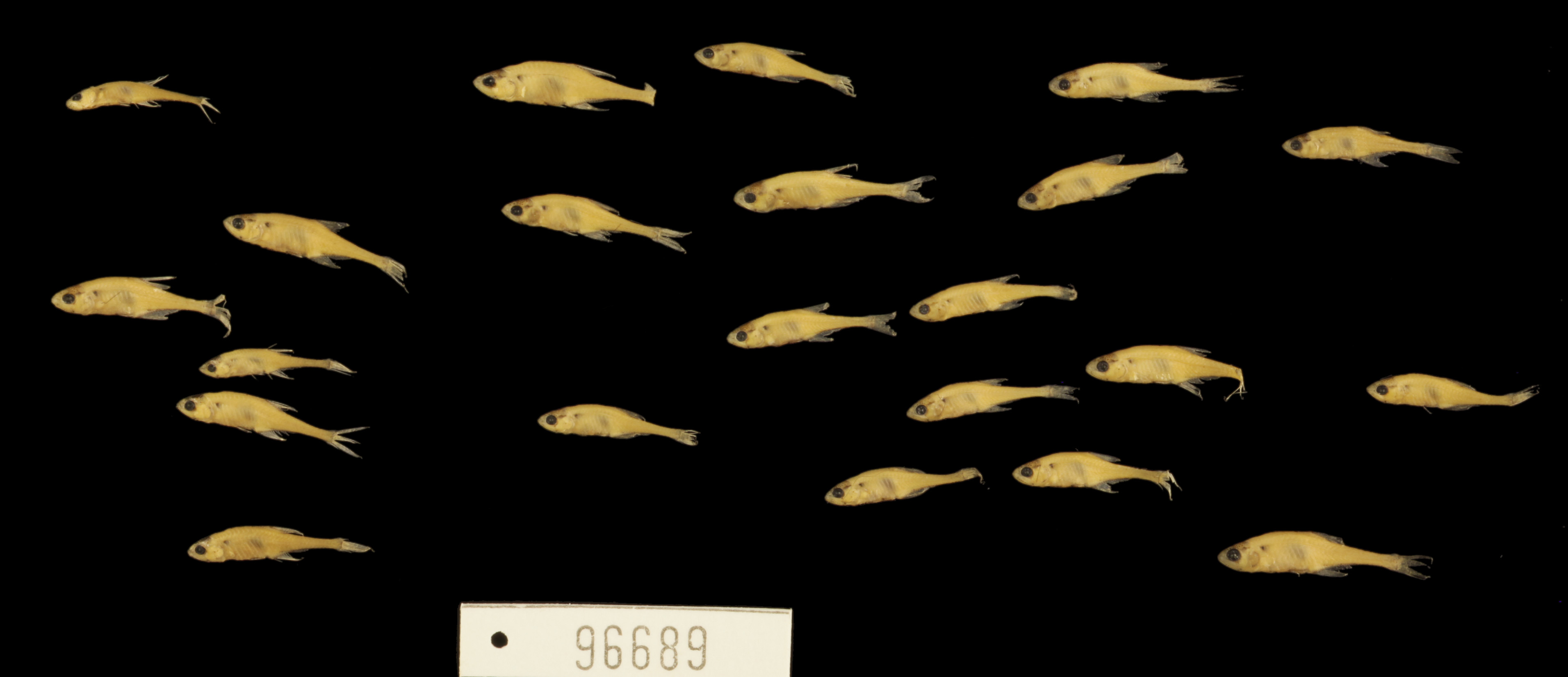 Priocharax ariel