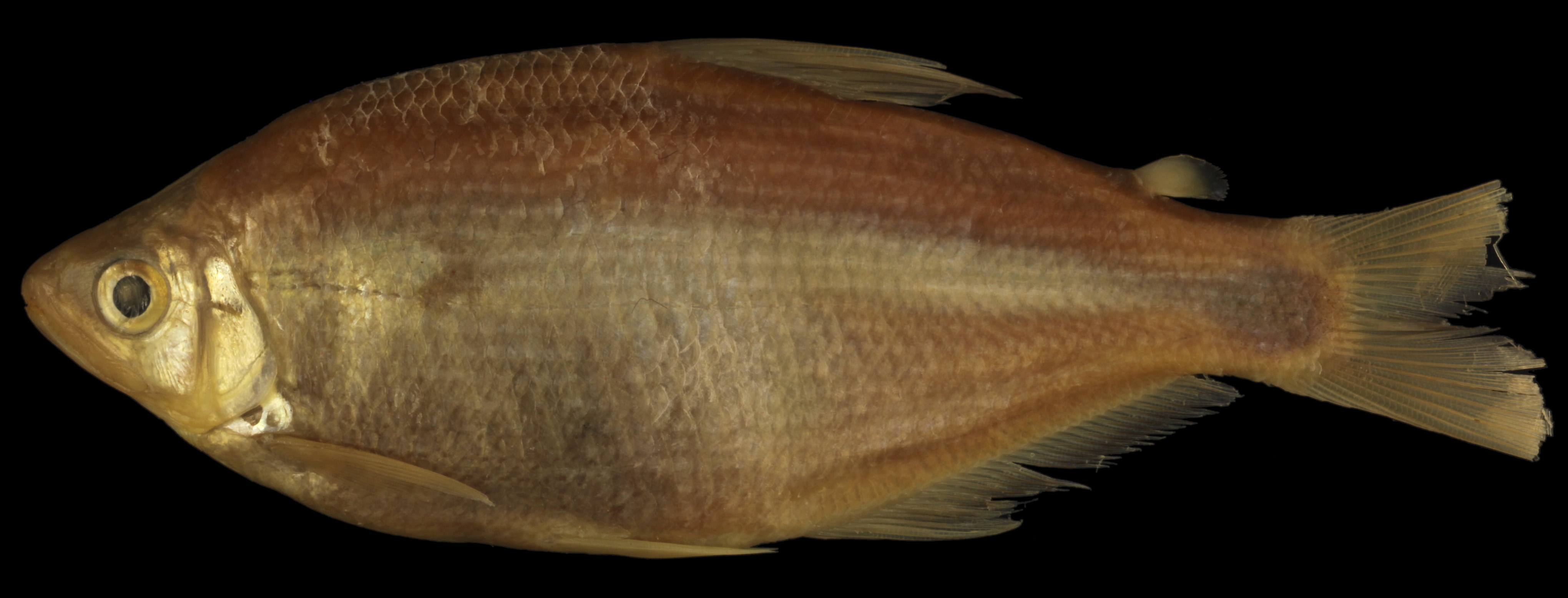 Sadina tetra (Parastremma sadina) — Characidae