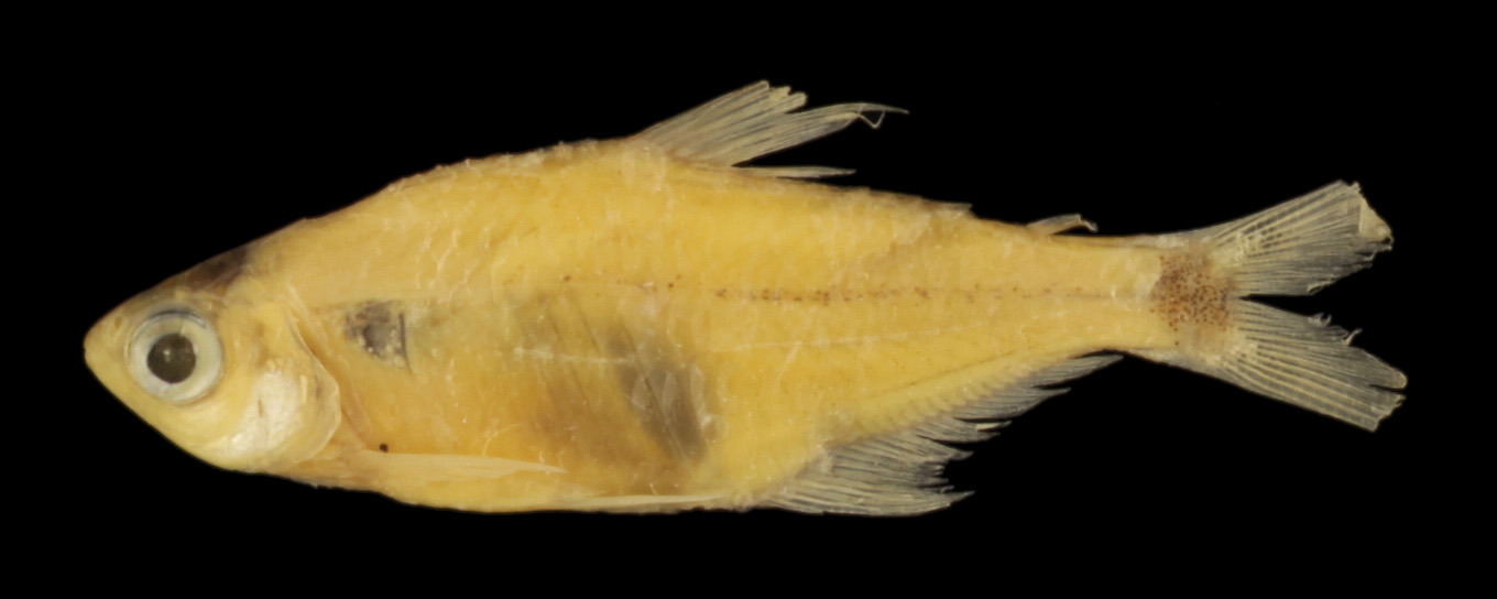 Odontostilbe nareuda