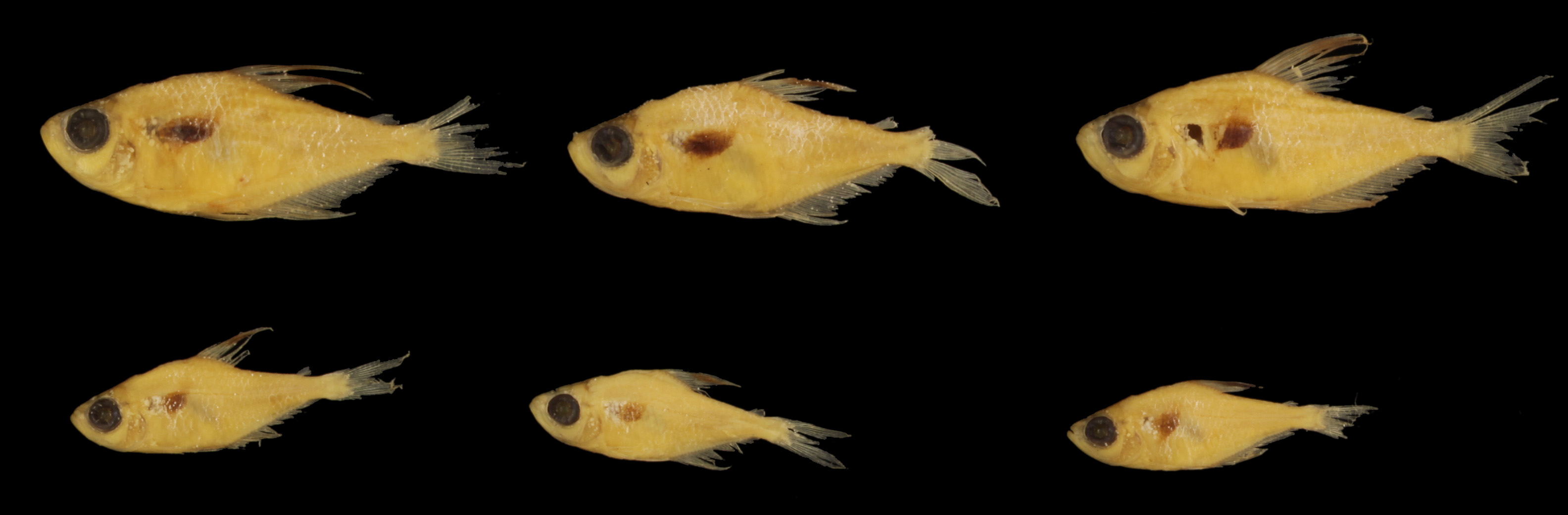 Rio Negro tetra (Hyphessobrycon epicharis) — Characidae