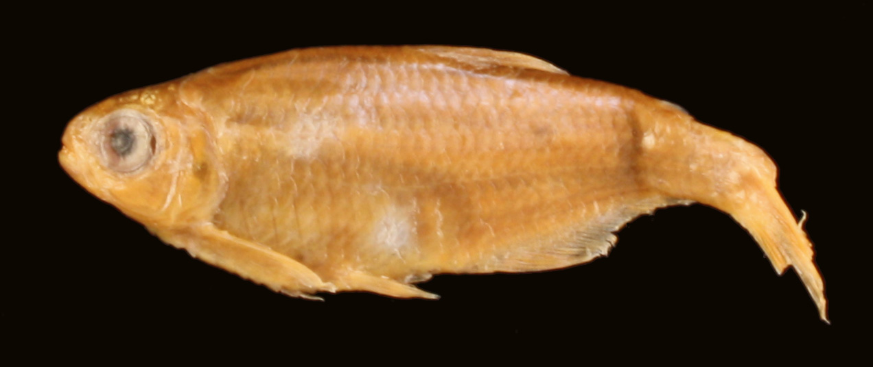 Bryconamericus alpha