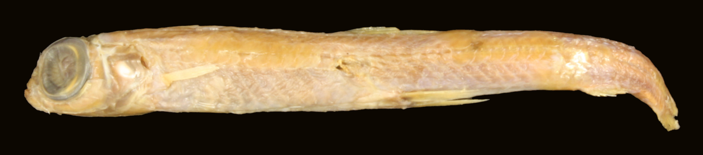 Nansenia ardesiaca