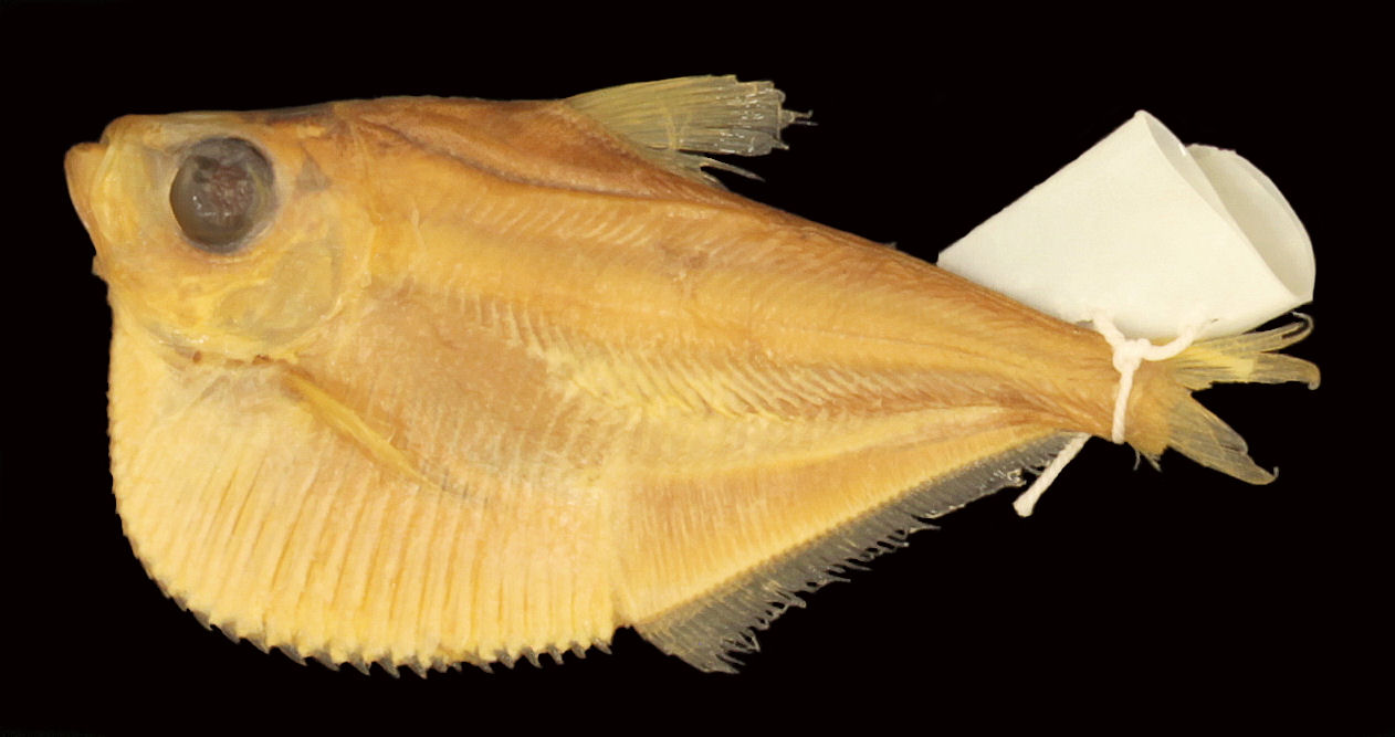 Pristigaster whiteheadi