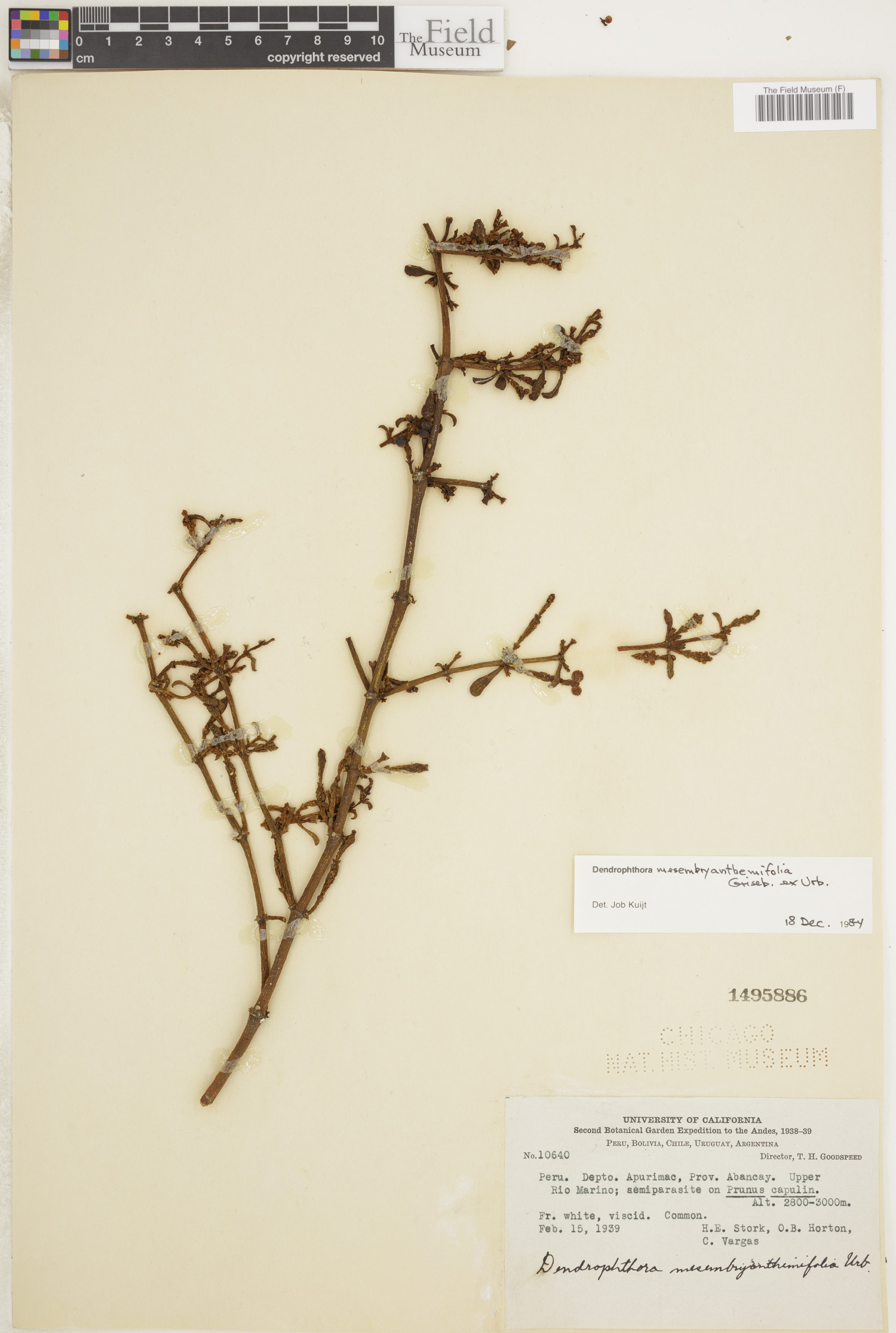 Dendrophthora mesembryanthemifolia image