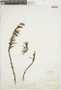 Dendrophthora mesembryanthemifolia image