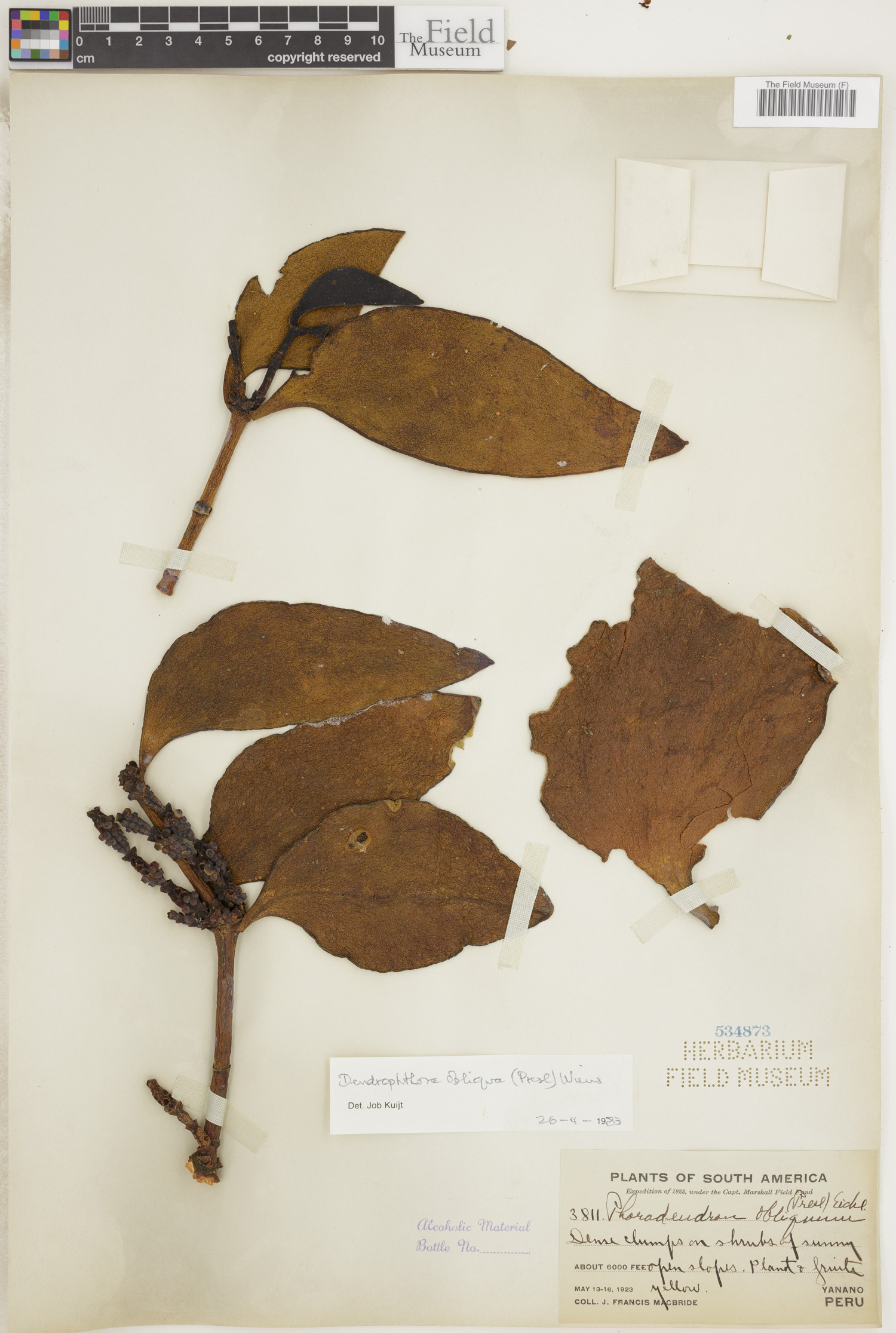 Dendrophthora obliqua image