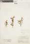 Dendrophthora paucifolia image