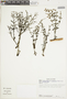 Dendrophthora paucifolia image