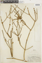 Phoradendron poeppigii image