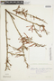 Ligaria cuneifolia image