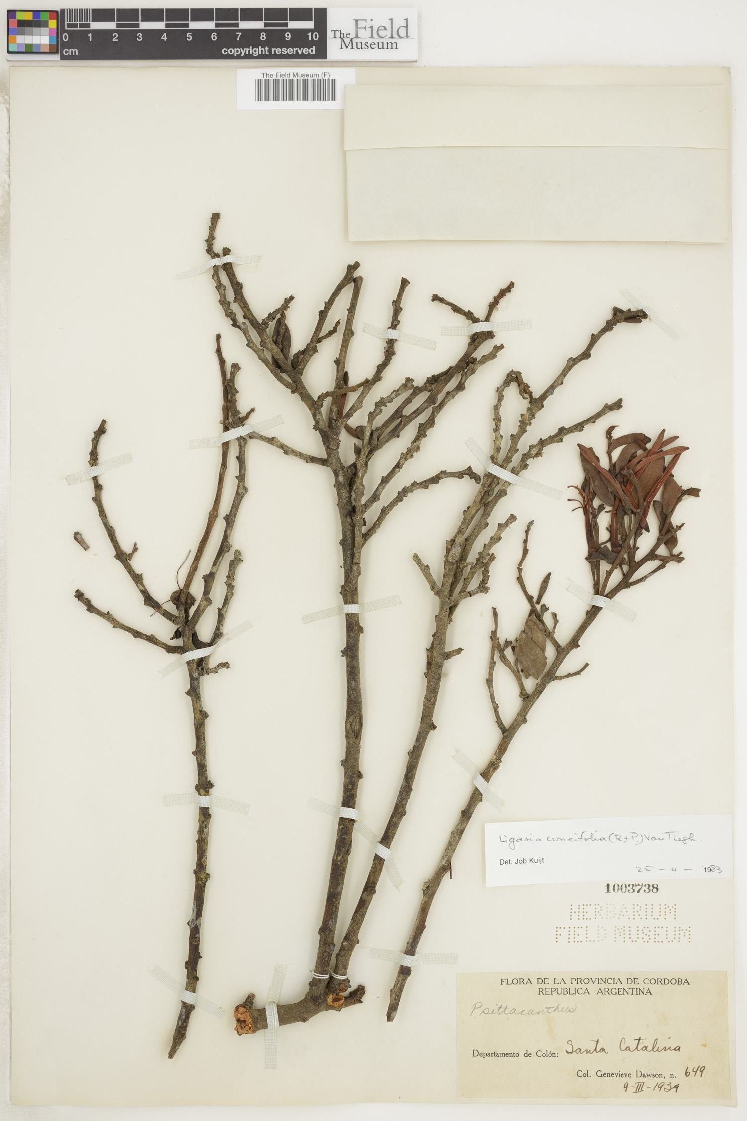Ligaria cuneifolia image