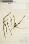 Ligaria cuneifolia image