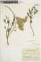 Notanthera heterophylla image