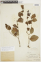 Oryctanthus florulentus image