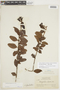 Oryctanthus florulentus image