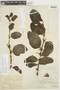 Oryctanthus spicatus image