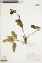 Oryctanthus spicatus image