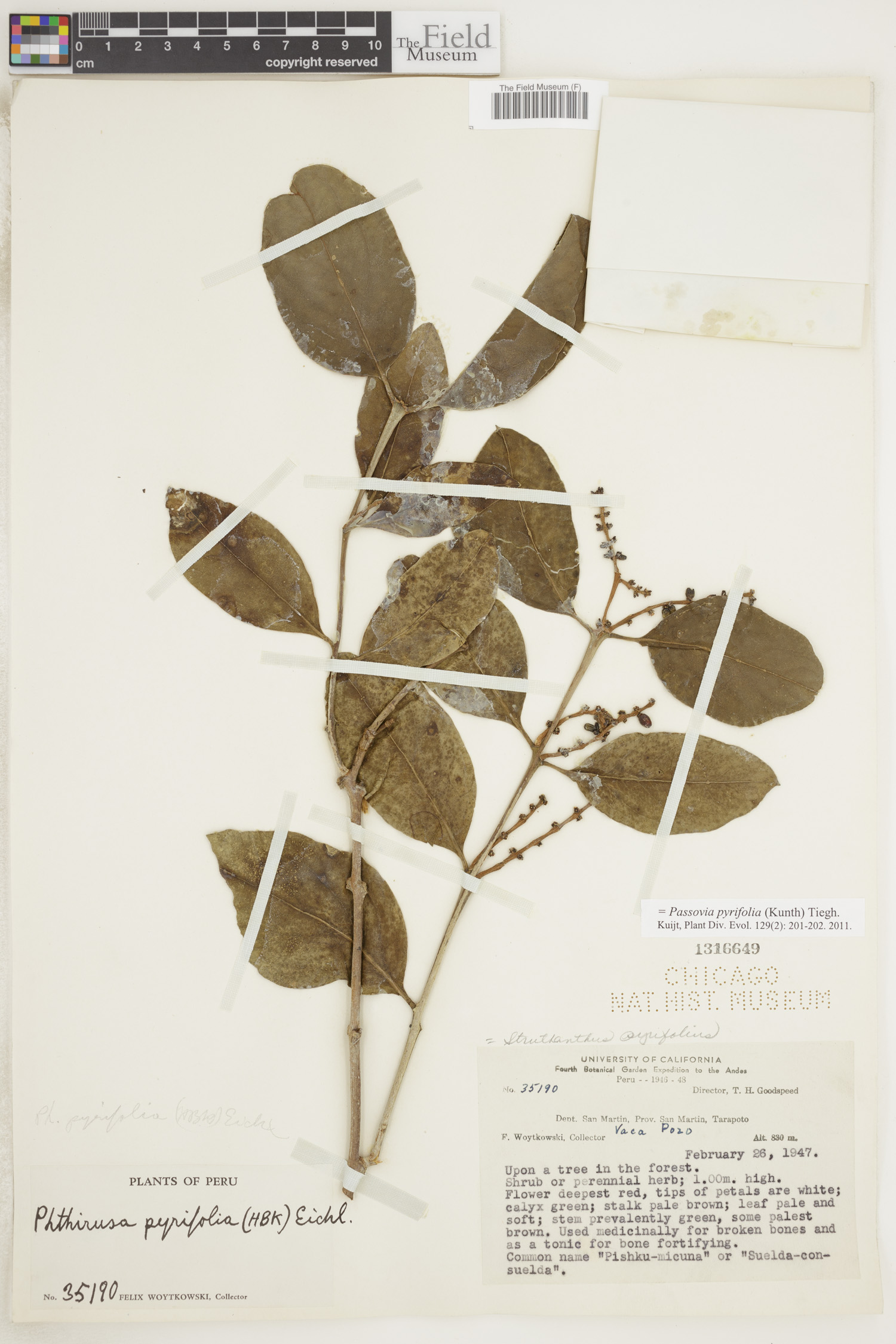 Passovia pyrifolia image