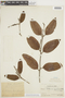 Passovia pyrifolia image