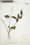 Passovia pyrifolia image