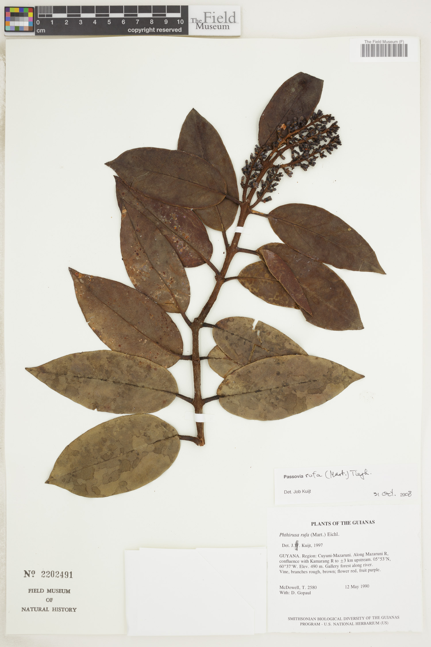 Passovia rufa image