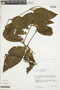 Phoradendron albert-smithii image