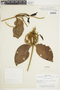 Phoradendron albert-smithii image