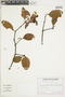 Phoradendron applanatum image