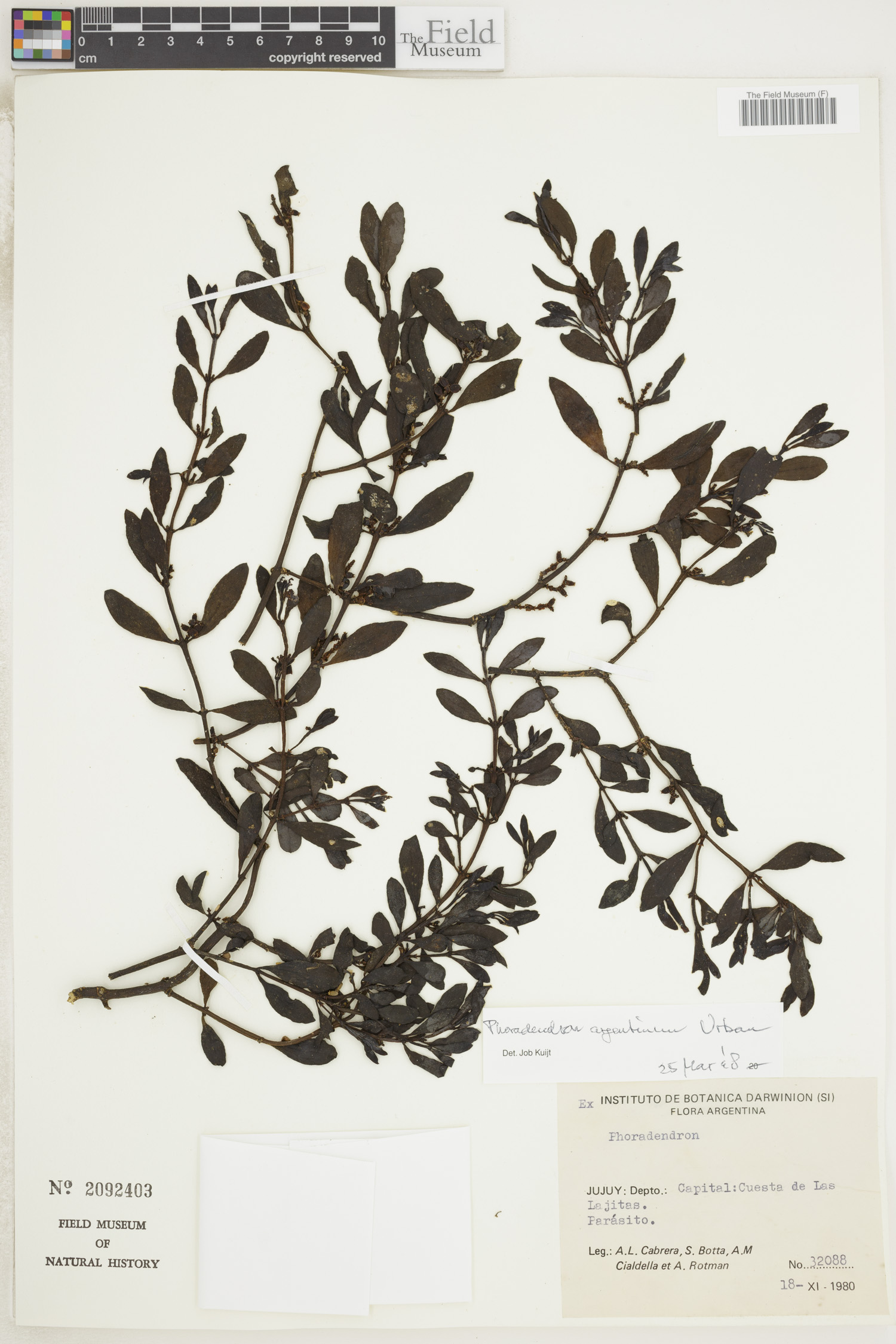 Phoradendron argentinum image