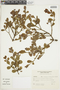 Phoradendron argentinum image