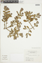 Phoradendron argentinum image