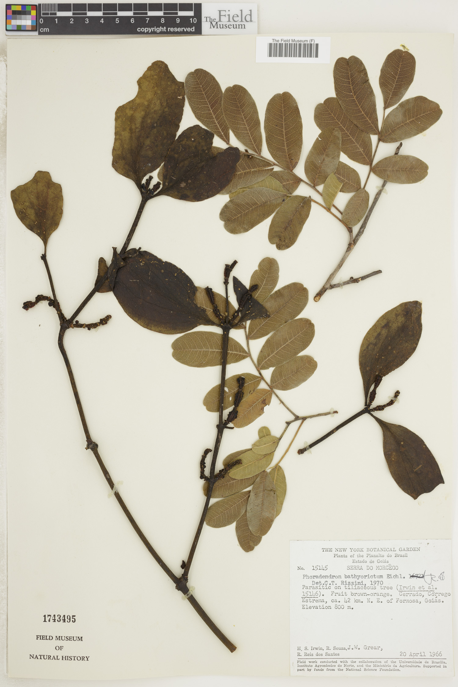 Phoradendron bathyoryctum image